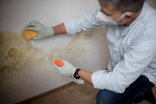 Best HVAC Mold Remediation in Grosse Pointe Park, MI