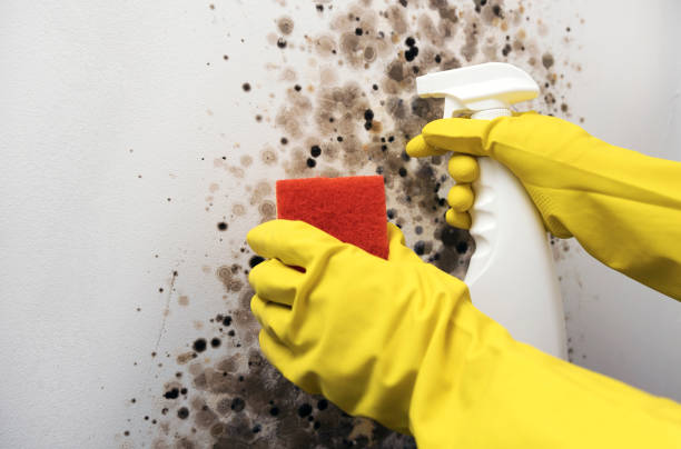 Best DIY Mold Remediation Support Services in Grosse Pointe Park, MI