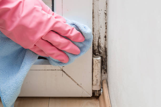 Best Residential Mold Remediation in Grosse Pointe Park, MI
