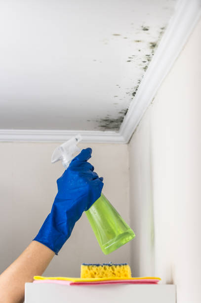 Best Localized Mold Remediation (e.g., coastal areas, humid climates) in Grosse Pointe Park, MI