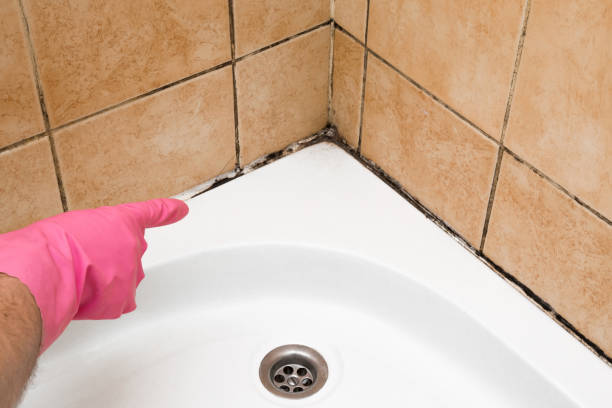 Best Mold Testing and Inspection Services in Grosse Pointe Park, MI